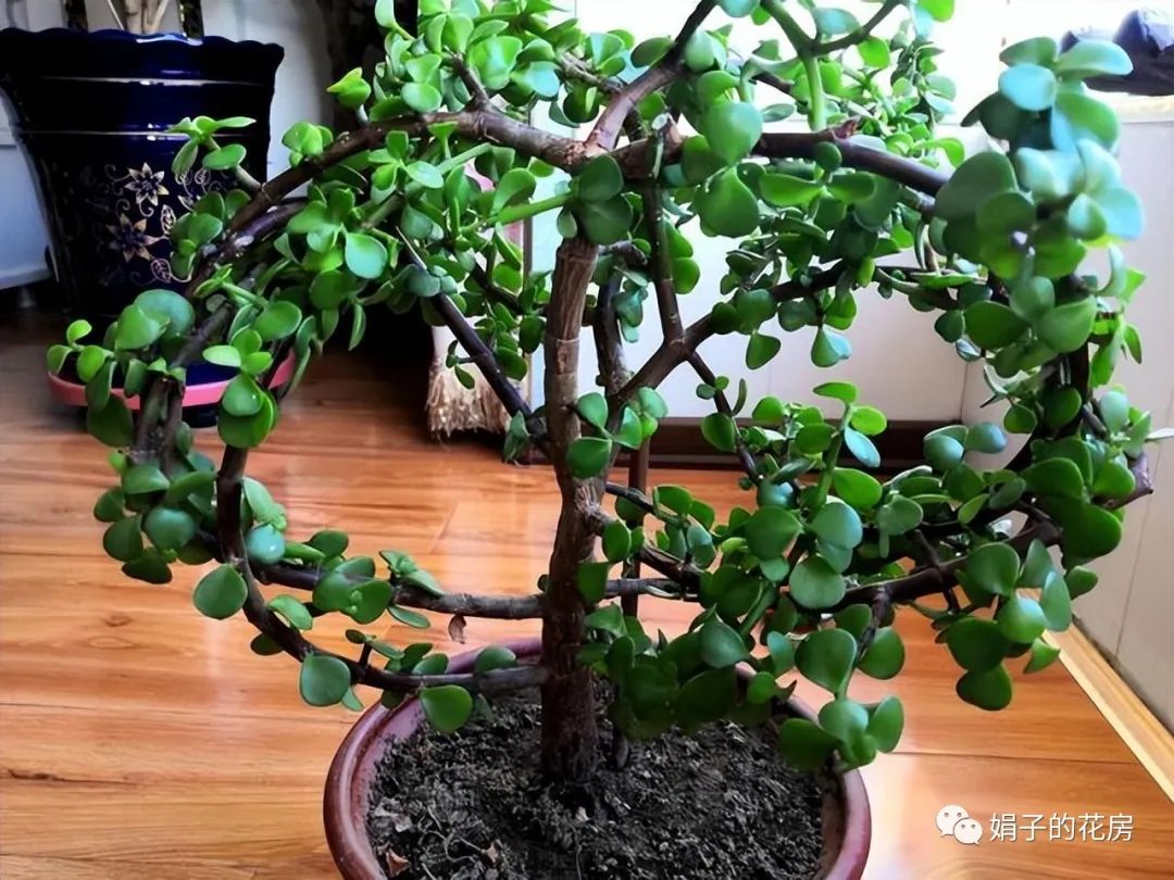養多肉金枝花玉葉怎么養_養多肉金枝花玉葉好嗎_多肉金枝玉葉花怎么養