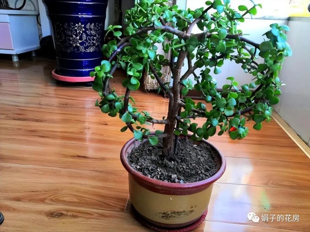 養多肉金枝花玉葉好嗎_養多肉金枝花玉葉怎么養_多肉金枝玉葉花怎么養