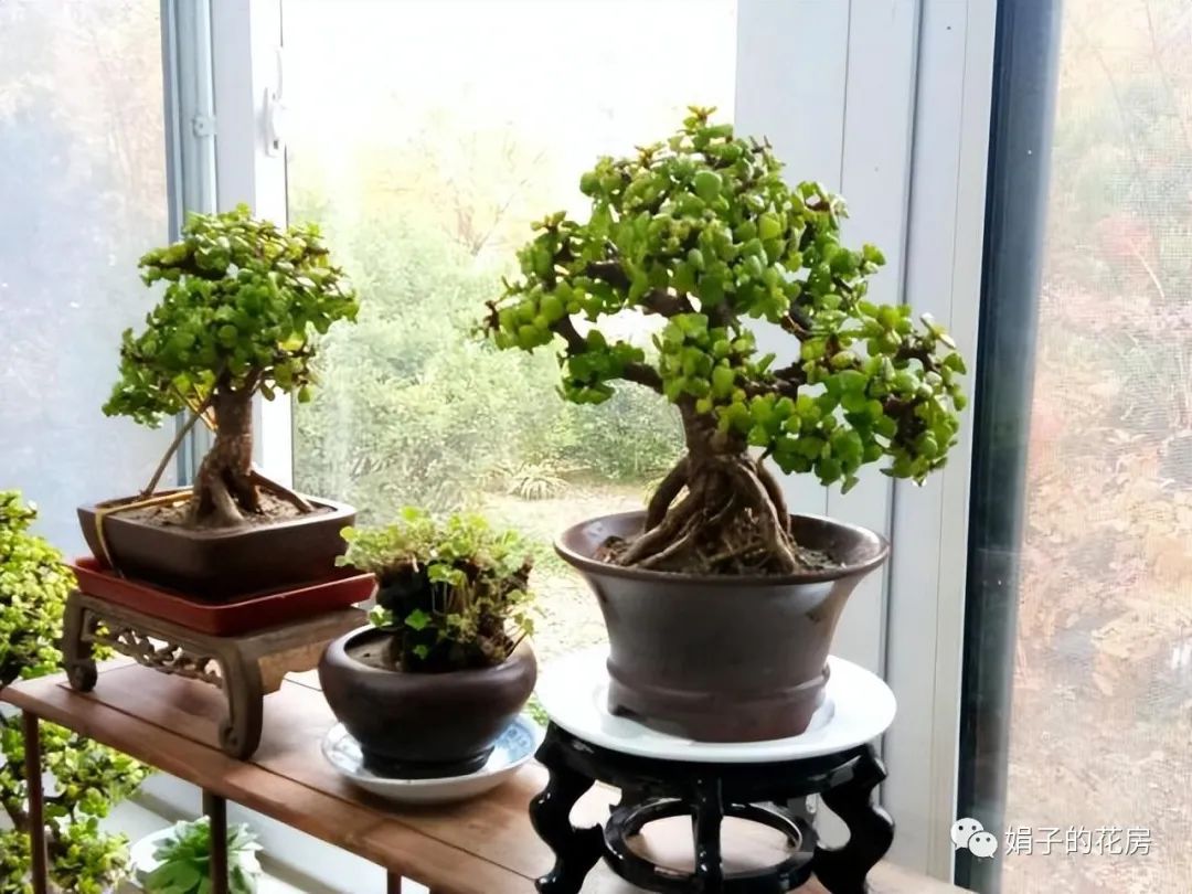 養多肉金枝花玉葉好嗎_養多肉金枝花玉葉怎么養_多肉金枝玉葉花怎么養