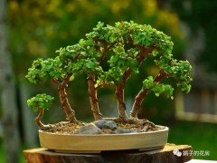 養不好花就養金枝玉葉，做好5件事，“懶人花”也能養出盆景范