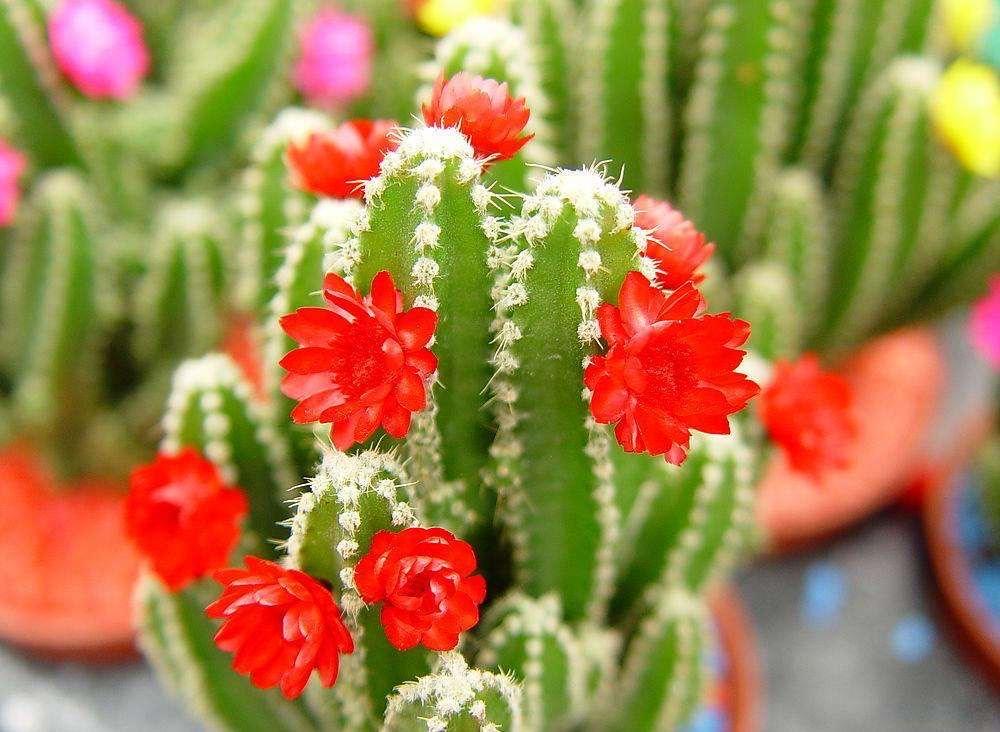 室內適合種什么綠植_室內種綠植有什么好處_室內種綠植適合什么花盆