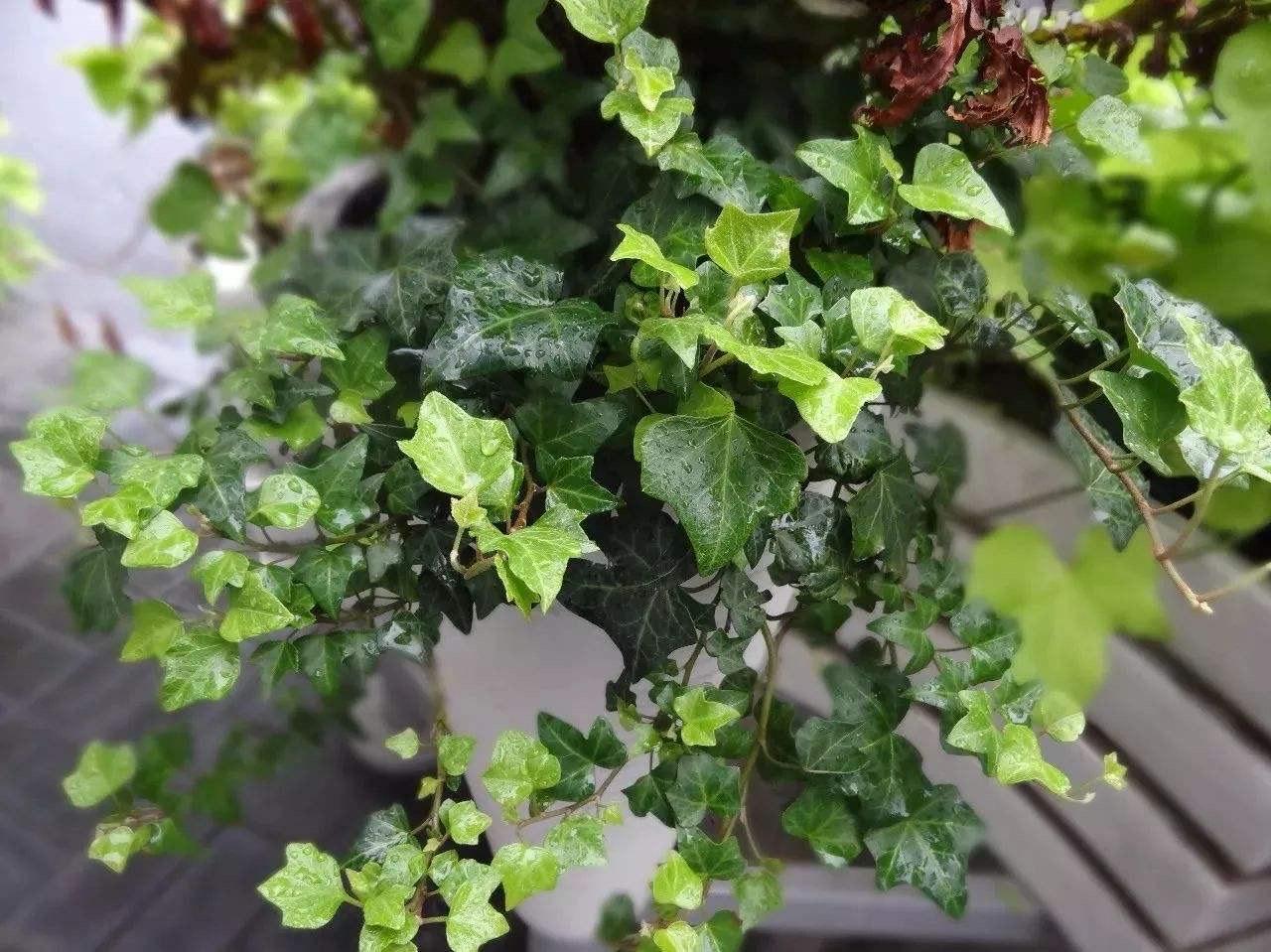 室內適合種什么綠植_室內種綠植有什么好處_室內種綠植適合什么花盆