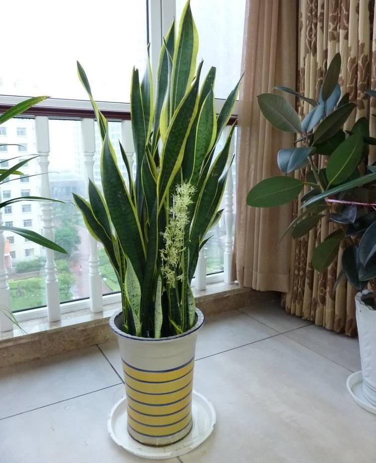 室內種綠植適合什么花盆_室內種綠植有什么好處_室內適合種什么綠植