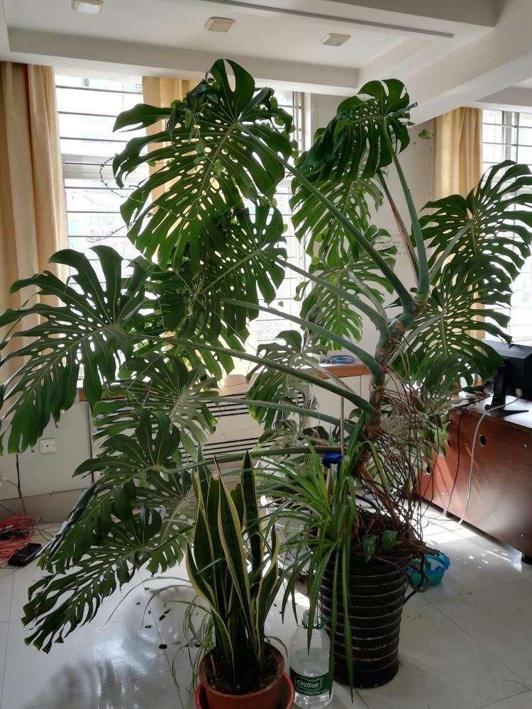 室內適合種什么綠植_室內種綠植適合什么花盆_室內種綠植有什么好處