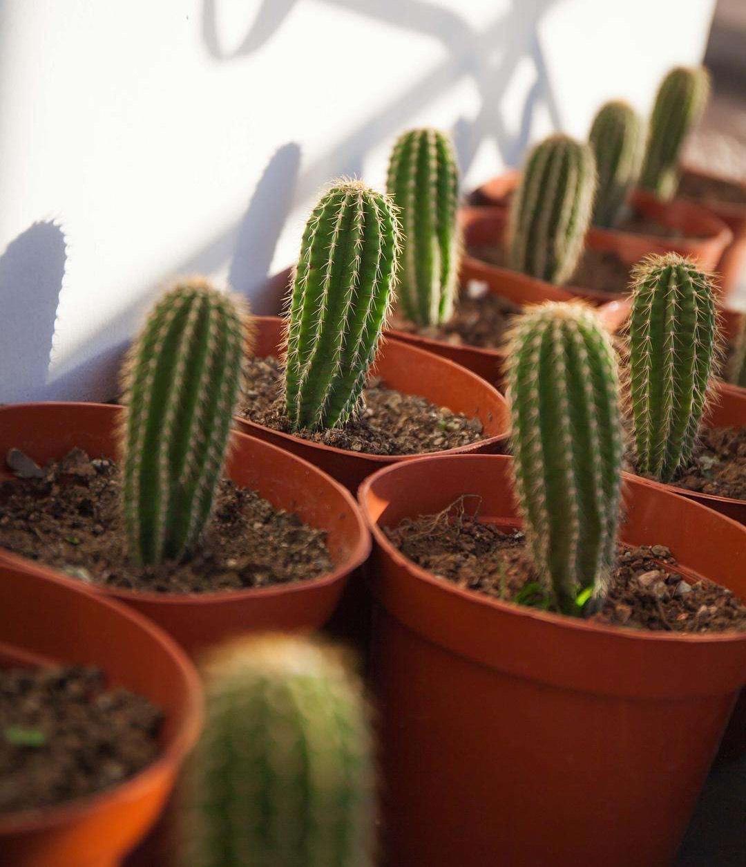 室內種綠植有什么好處_室內適合種什么綠植_室內種綠植適合什么花盆