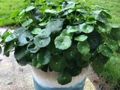 銅錢草開花是“累贅”，發現就剪剪剪，葉子更圓更大，持續爆盆！