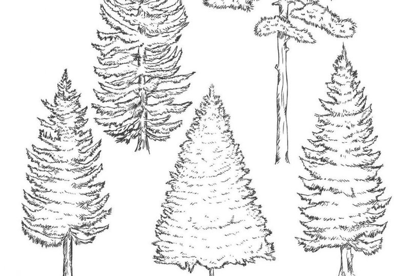 適合北方種植的果樹_果樹北方種植適合什么土壤_果樹北方種植適合什么季節(jié)