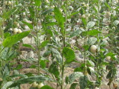 人參果露地種植技術與管理