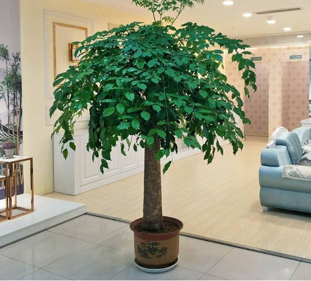 室內好養的大型綠植有哪些_室內養大型綠植好有什么好處_室內大型綠植什么樣的好養活