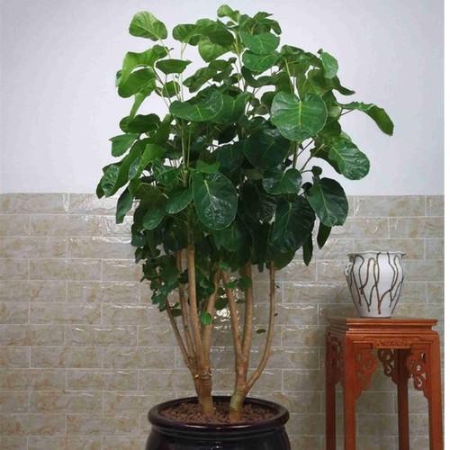 室內大型綠植什么樣的好養活_室內好養的大型綠植有哪些_室內養大型綠植好有什么好處