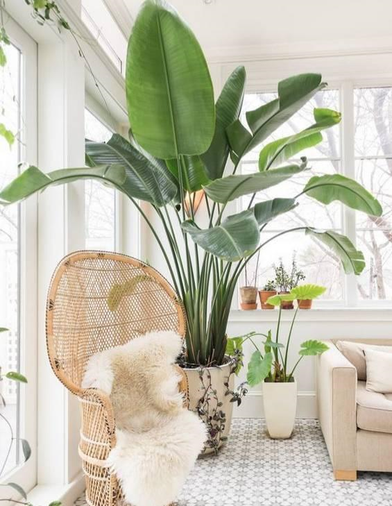 室內好養的大型綠植有哪些_室內大型綠植什么樣的好養活_室內養大型綠植好有什么好處