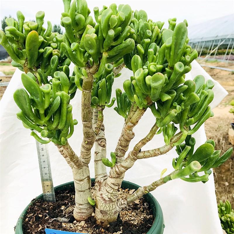 室內好養的大型綠植有哪些_室內大型綠植什么樣的好養活_室內養大型綠植好有什么好處