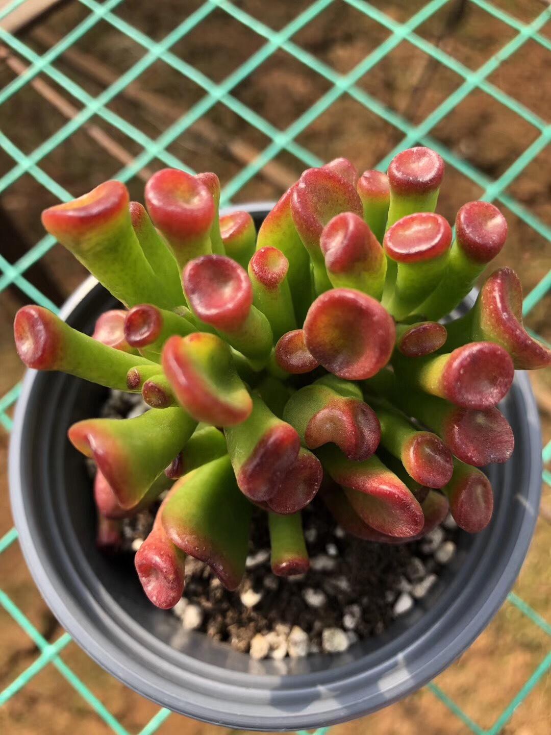 室內大型綠植什么樣的好養活_室內好養的大型綠植有哪些_室內養大型綠植好有什么好處