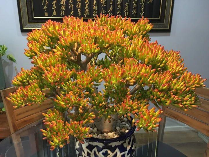 室內養大型綠植好有什么好處_室內好養的大型綠植有哪些_室內大型綠植什么樣的好養活