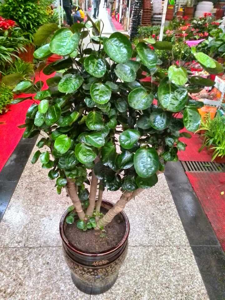 室內好養的大型綠植有哪些_室內養大型綠植好有什么好處_室內大型綠植什么樣的好養活