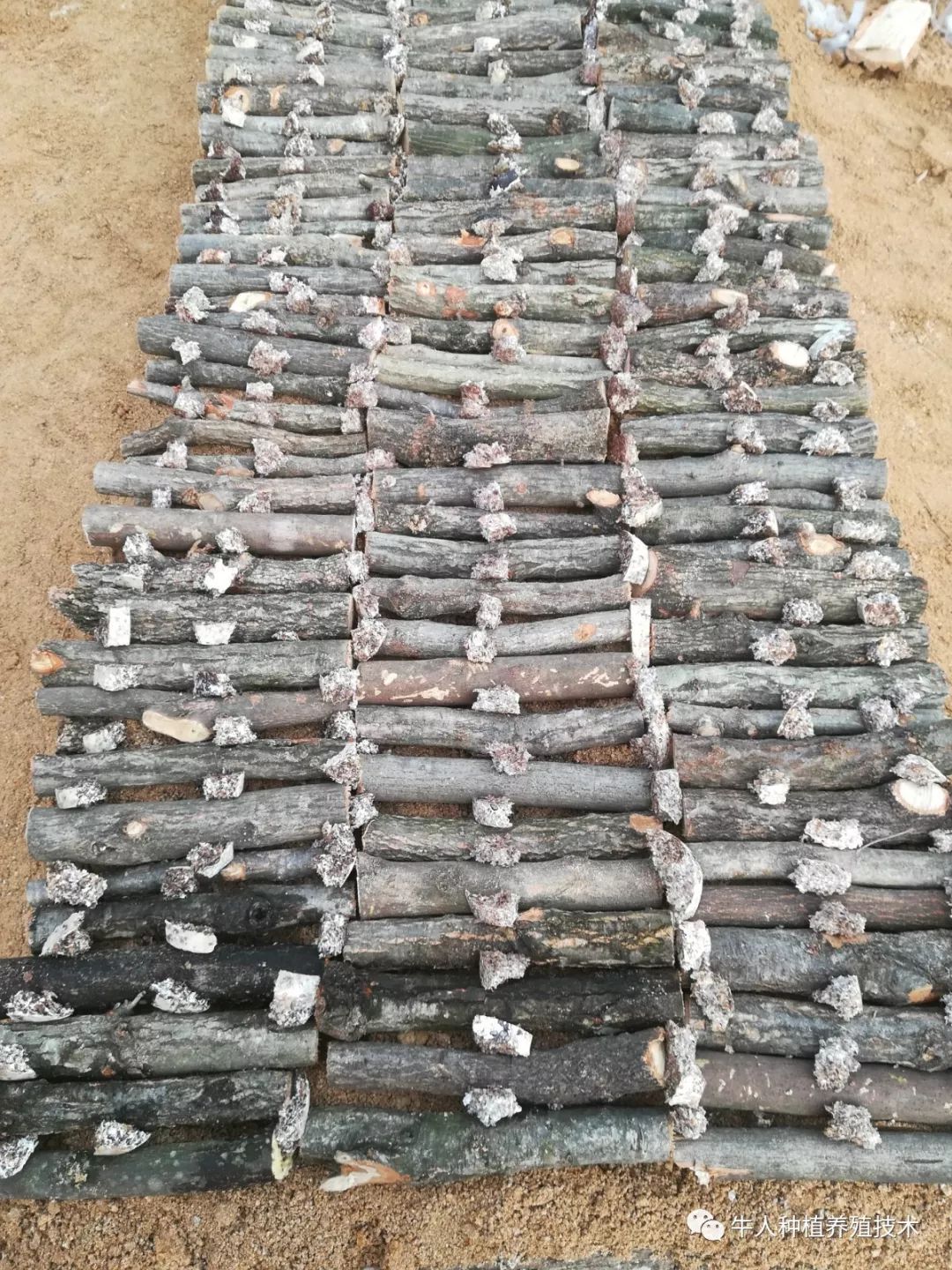 種植天麻時候施肥好嗎_天麻什么時候種植_種植天麻怎么樣