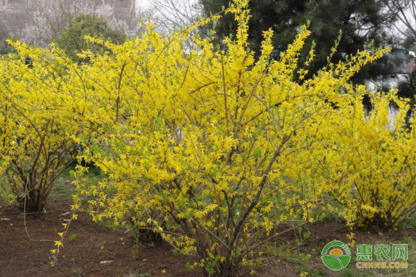 效益種植艾草有哪些_種植艾草的經濟效益_艾草種植一畝效益