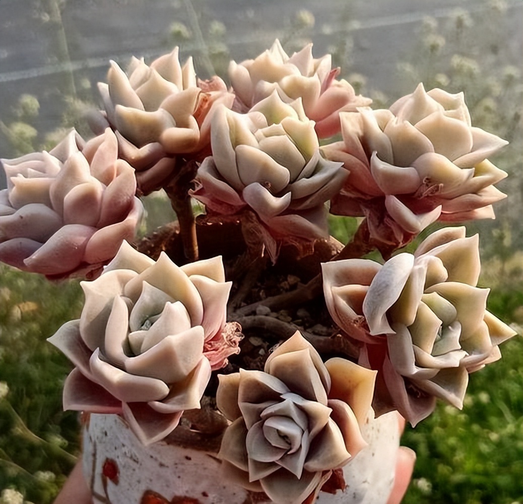 紅玫瑰多肉_多肉植物紅玫瑰_多肉紅玫瑰怎么養