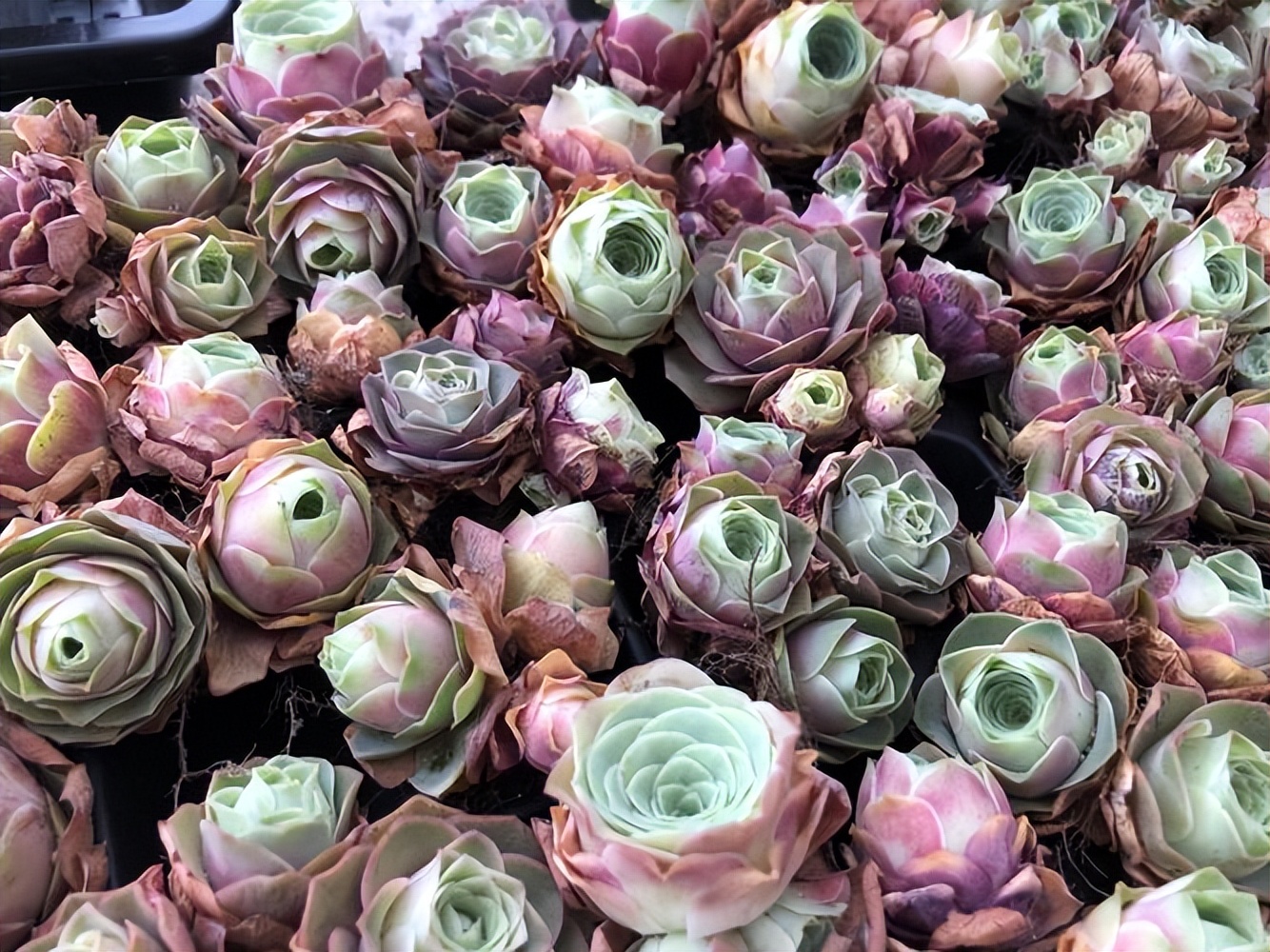 多肉植物紅玫瑰_多肉紅玫瑰怎么養_紅玫瑰多肉