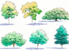 南方院子里適合種什么樹