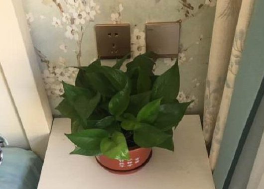 綠植可以放在床頭嗎_床頭擺放綠植好不好_床頭能放植物綠蘿嗎