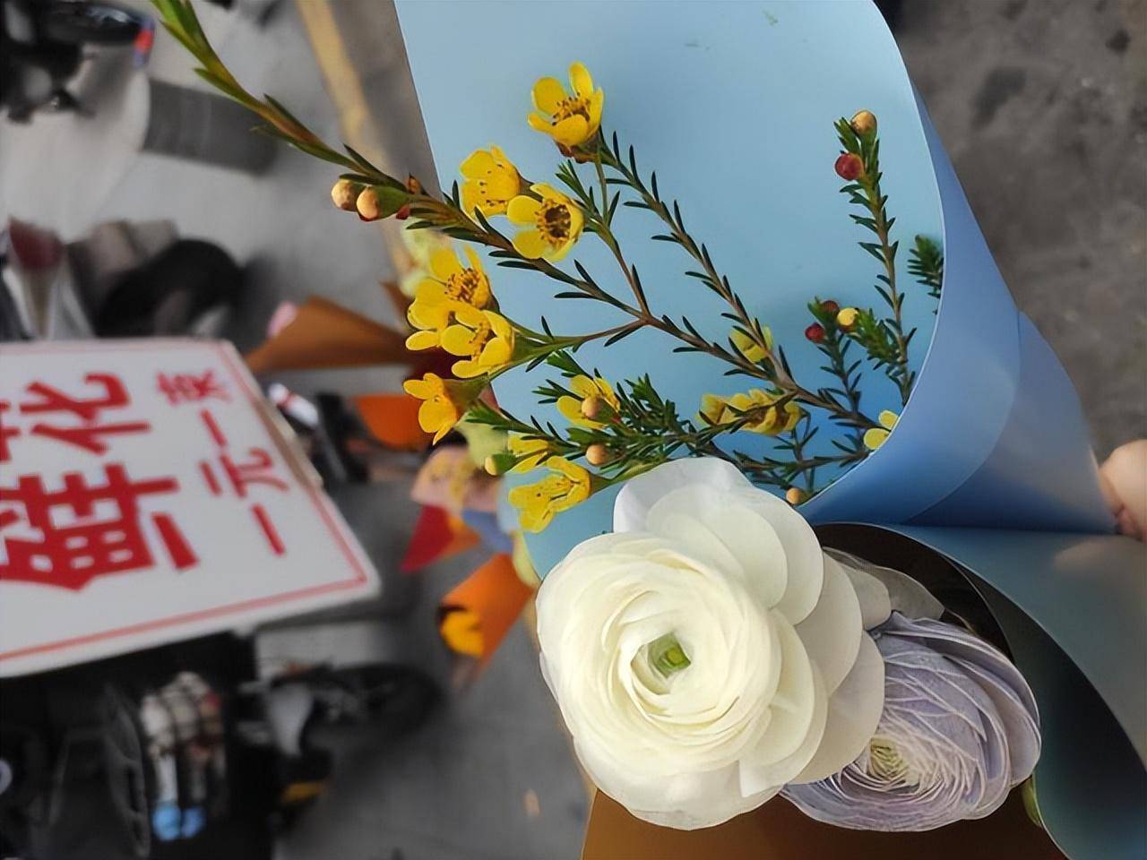 常見藥錦多肉_藥錦多肉還能養活嗎_什么是藥錦多肉