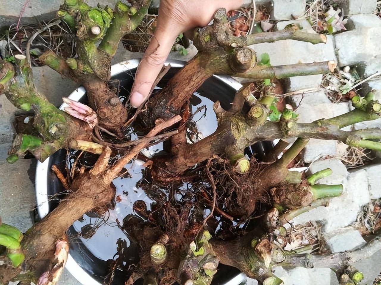 什么是藥錦多肉_藥錦多肉還能養活嗎_常見藥錦多肉