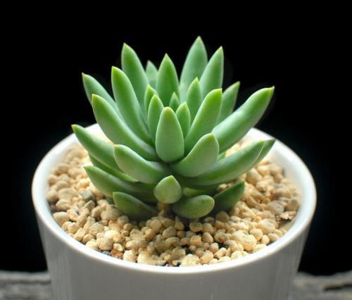 多肉移栽需要注意什么_移栽多肉注意需要澆水嗎_移栽多肉時要澆水嗎