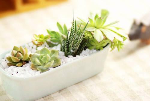 移栽多肉注意需要澆水嗎_移栽多肉時要澆水嗎_多肉移栽需要注意什么