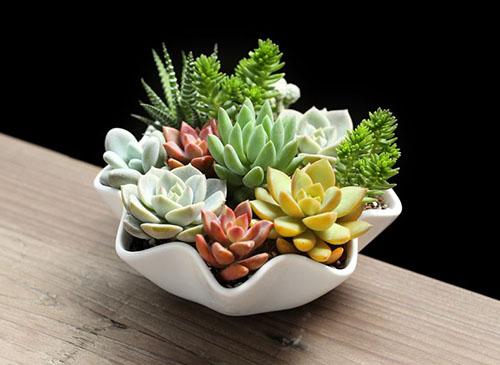 移栽多肉時要澆水嗎_移栽多肉注意需要澆水嗎_多肉移栽需要注意什么