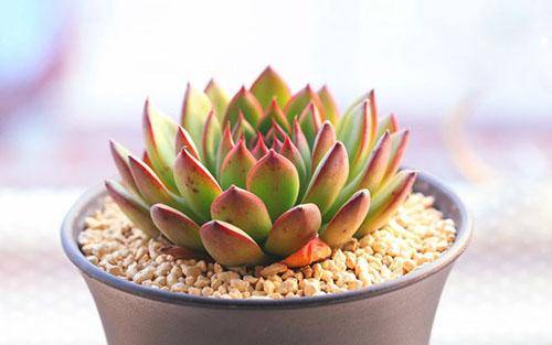 移栽多肉時要澆水嗎_多肉移栽需要注意什么_移栽多肉注意需要澆水嗎