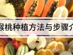 獼猴桃種植方法與步驟介紹