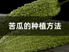 苦瓜的種植方法