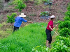 請收藏！20個農藥配方奉上，殺蟲滅菌藥效翻倍