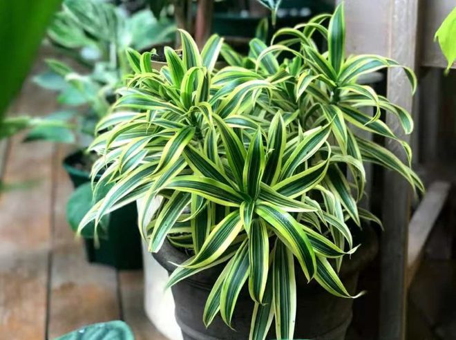 合適室內養的綠植_合適室內養綠植有哪些_室內養多少綠植合適