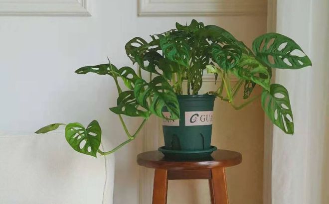 合適室內養綠植有哪些_室內養多少綠植合適_合適室內養的綠植