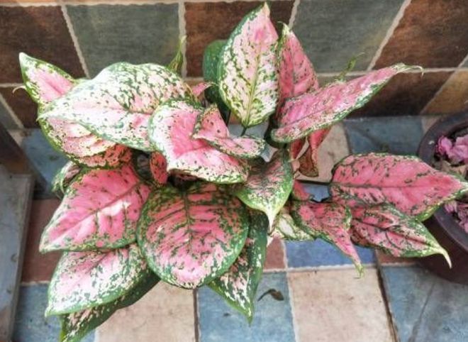 室內養多少綠植合適_合適室內養的綠植_合適室內養綠植有哪些