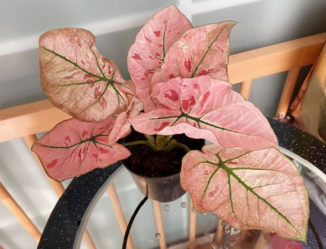 合適室內養綠植有哪些_室內養多少綠植合適_合適室內養的綠植