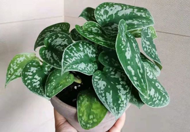 室內養多少綠植合適_合適室內養綠植有哪些_合適室內養的綠植