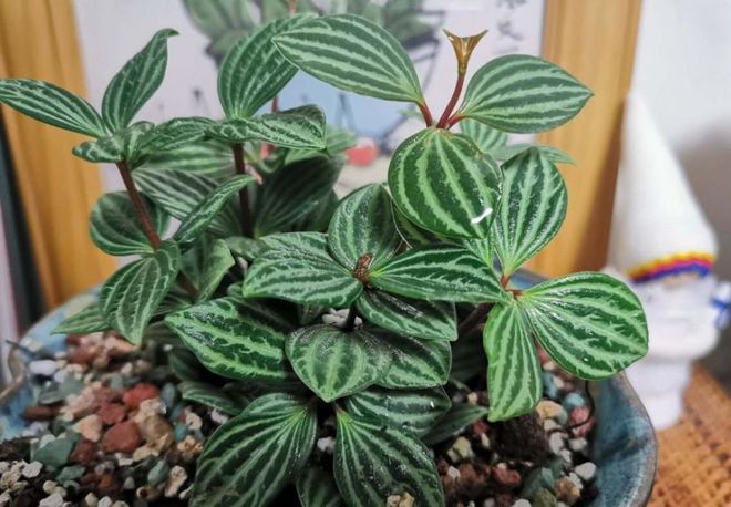 室內養多少綠植合適_合適室內養綠植有哪些_合適室內養的綠植