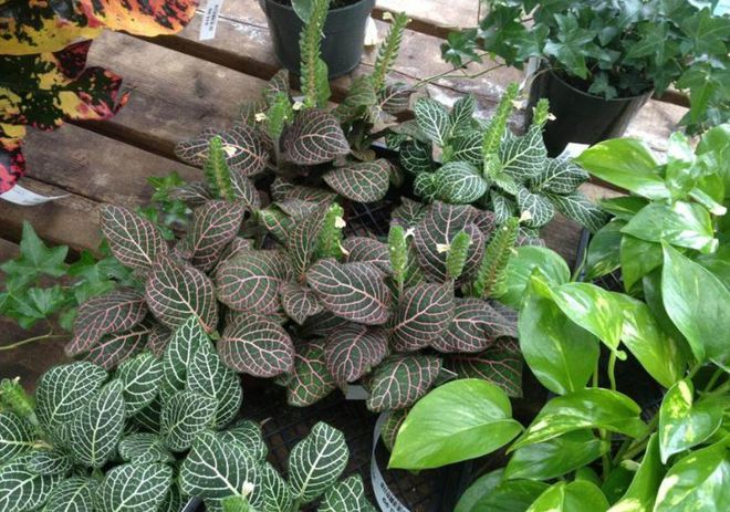 室內養多少綠植合適_合適室內養的綠植_合適室內養綠植有哪些