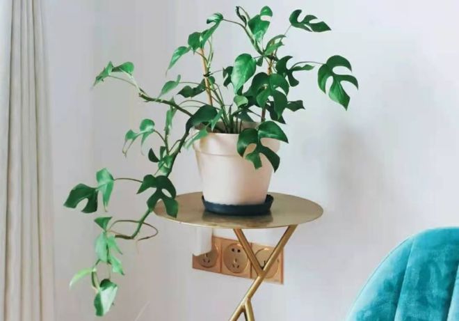 合適室內養綠植有哪些_室內養多少綠植合適_合適室內養的綠植