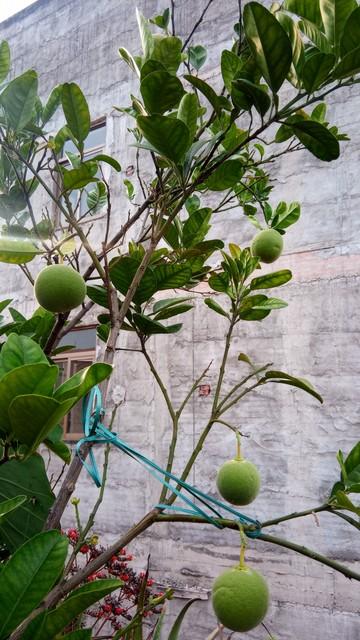 南方能種車厘子_車厘子在南方可以種植嗎_南方種植車厘子可以嗎視頻