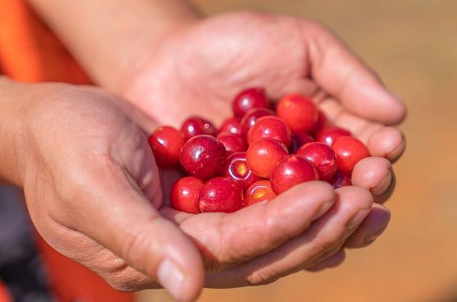 南方種植車厘子可以嗎視頻_車厘子在南方可以種植嗎_南方能種車厘子