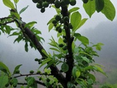 車厘子南方可以種植嗎？一個南方農(nóng)民的實踐經(jīng)驗