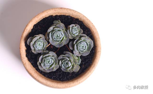 開花壞多肉是好還是不好_多肉開花是好是壞_開了花的多肉