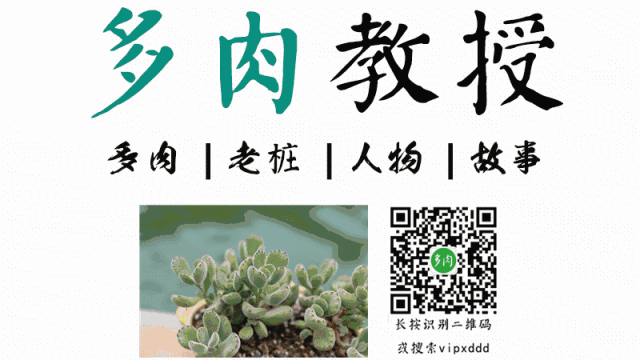 開花壞多肉是好還是不好_開了花的多肉_多肉開花是好是壞