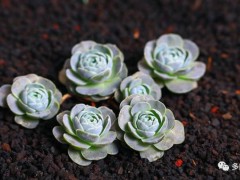 這些多肉開花后，不做好這一步，必死無疑！