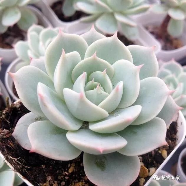 多肉有好多品種_多肉有些什么品種_多肉有什么品種