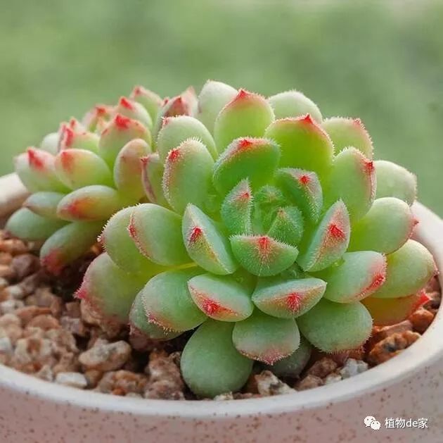 多肉有什么品種_多肉有些什么品種_多肉有好多品種